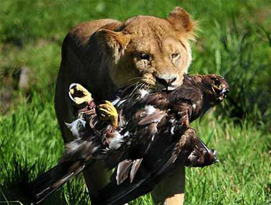 Les Lionnes dévorent les aigles (89-45) et se dirigent vers les éléphants. Les Lionnes dévorent les aigles (89-45) et se dirigent vers les éléphants.